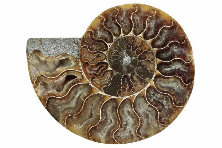 Cut & Polished Ammonite Fossil (Half) - Madagascar #364893